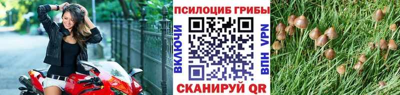 Купить  Катайск  Псилоцибиновые грибы Cubensis 
